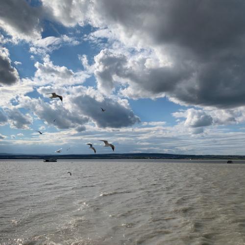Neusiedlersee mit Möwen blauer Himmel mit einzelnen Wolken